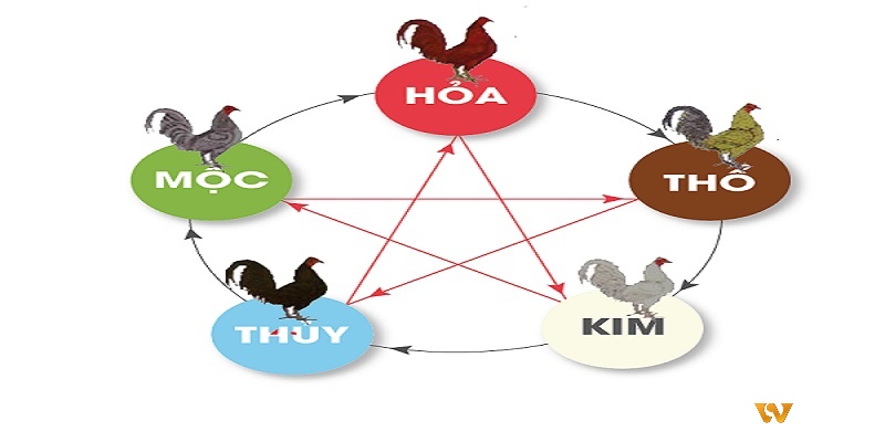 80 màu mạng gà đá là gì?