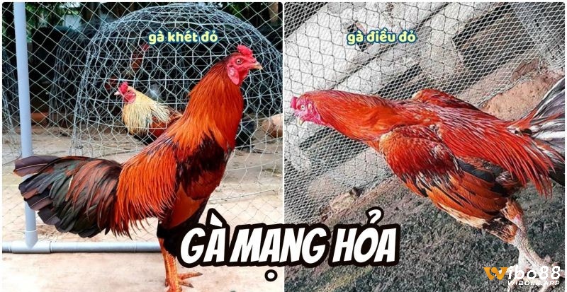 Hình dáng thể thao và mạnh mẽ của gà mạng hỏa