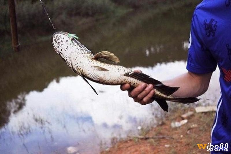 Chiêm bao thấy cá lóc là điềm báo tốt hay xấu