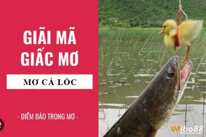 Chiêm bao thấy cá lóc có ý nghĩa như thế nào?