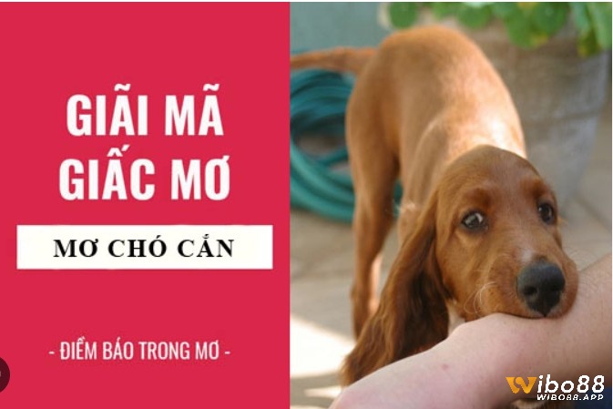 Chiêm bao thấy chó cắn có ý nghĩa gì?