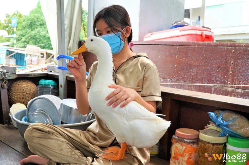 Mộng thấy vịt vào nhà là dấu hiệu của sự gia tăng về tài lộc 