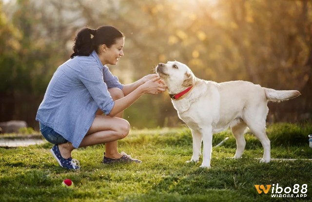 Chiêm bao thấy chó vẫy đuôi là một điềm báo tích cực