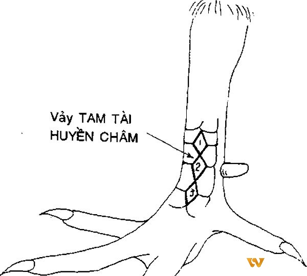 Vảy tam huyền trâm