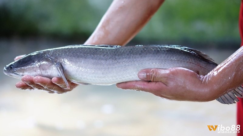 Chiêm bao thấy bắt cá lóc là điềm báo tốt hay xấu cho người mơ?