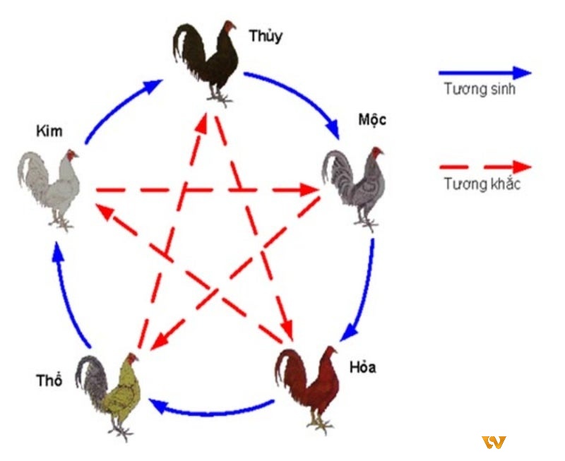 Tìm hiểu về thuật ngữ màu mạng gà đá ngày mái